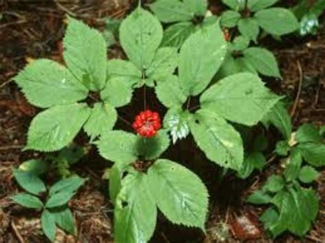 9 Health Benefits Of Ginseng Root