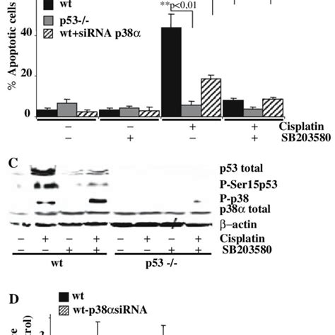 Cisplatin Induces P53 Mitochondrial Translocation Effect Of