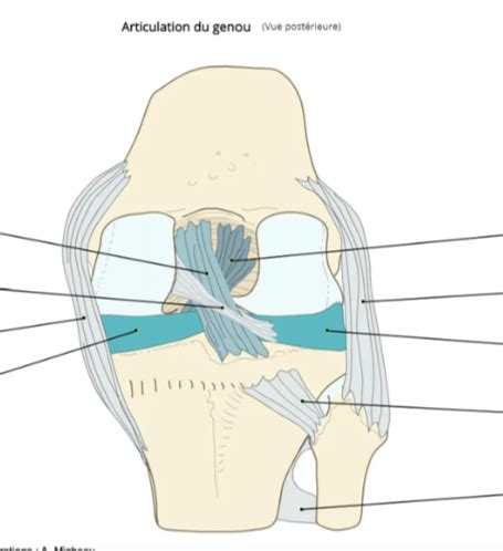 Anatomie Genou Flashcards Quizlet