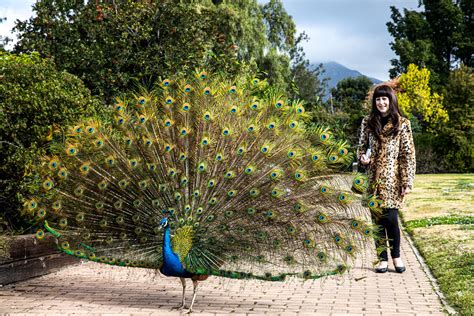 California Has A Peacock Problem Audubon