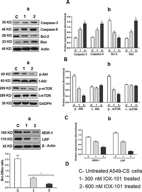 Regulation Of Apoptotic Markers And Aktmammalian Target Of Rapamycin