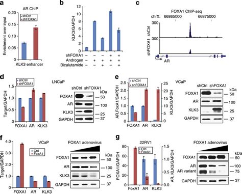 FOXA1 Inhibits AR Gene Expression In PCa A AR ChIP Was Performed In