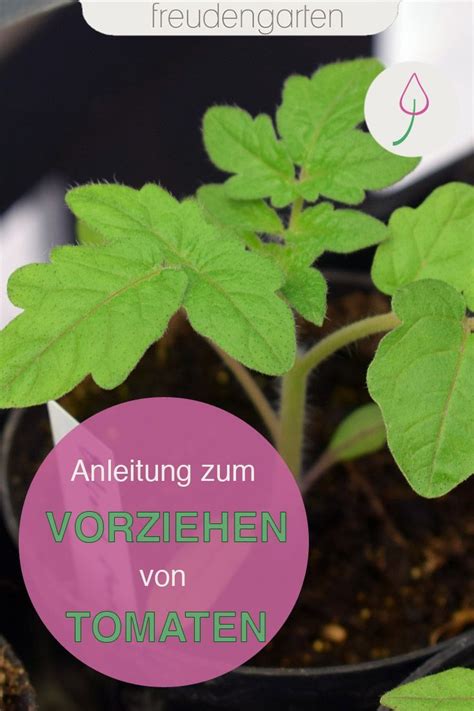 Tomaten vorziehen so gelingt es Pflanzen Gemüsegarten anlegen