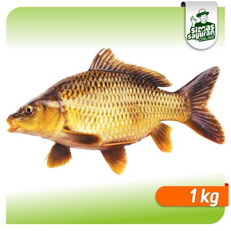 Jual Ikan Mas Tombro Bersih Kg Shopee Indonesia