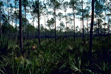 Free Picture Scenic Tree Canopy