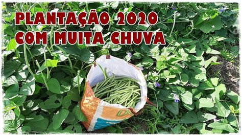 PLANTAÇÃO DE MILHO E FEIJÃO 2020 MARÇO CHUVAS NORDESTE YouTube