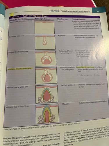 Oral Embryology And Histology Exam Flashcards Quizlet