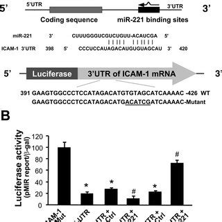 Mir Targets Icam Untranslated Region Utr And Causes