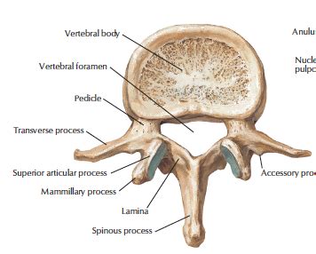 Lumbar Region MSK Flashcards Quizlet