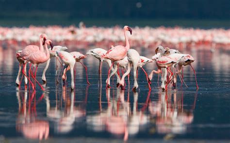 Le Sensazionali Immagini Dei Fenicotteri Rosa In Volo Sulle Saline Di