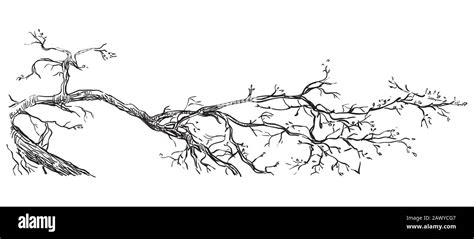 Tree Branch Drawing