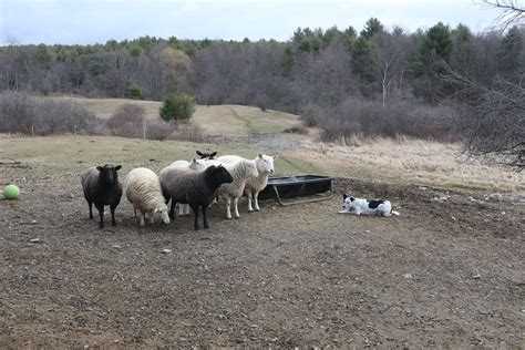 The Border Collie Who Loves Sheep - Bedlam Farm