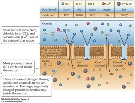 Chapter Neurophysiology Flashcards Quizlet