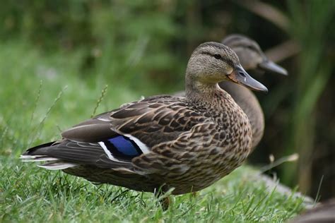 Canards Des Oiseaux Plumage Photo Gratuite Sur Pixabay Pixabay