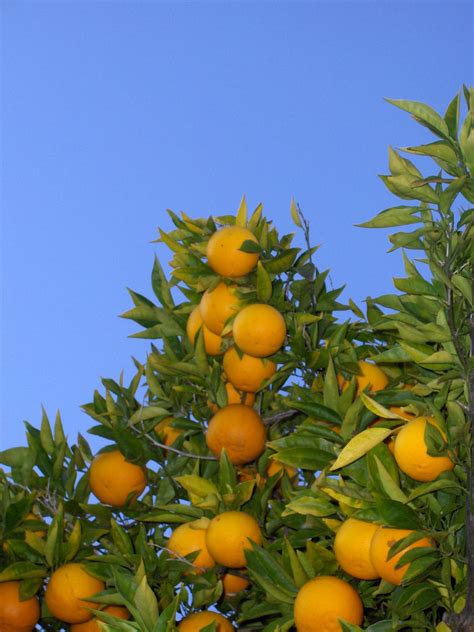 File:Orange tree (chez fine).jpg - Wikimedia Commons