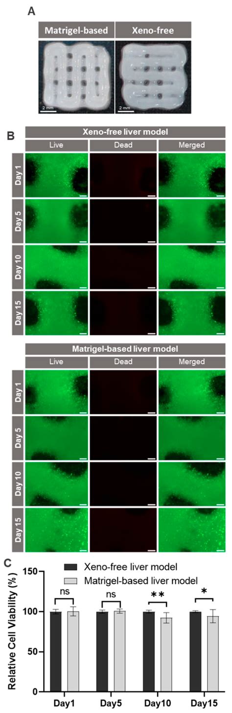 Ijms Free Full Text Xeno Free 3d Bioprinted Liver Model For