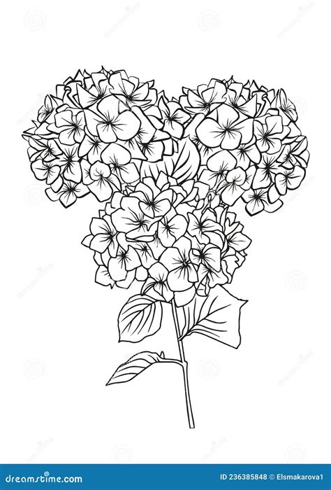 Contour Drawing Of A Hydrangea Branch Vector Isolated Clipart Stock