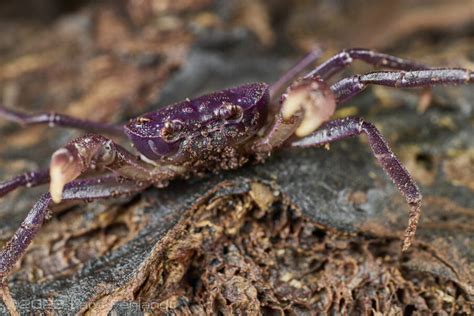 Tree Hole Gecarcinucid Freshwater Crab Arachnothelphusa Sp Lowland