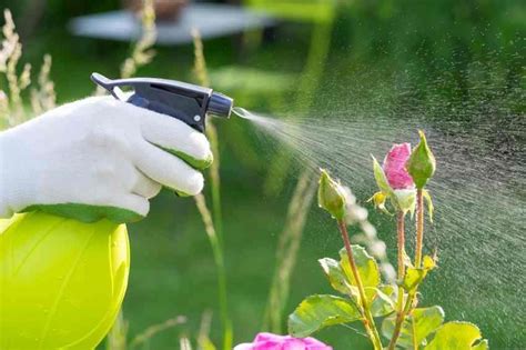 Qual é A Melhor Hora Para Regar As Plantas 9 Passos