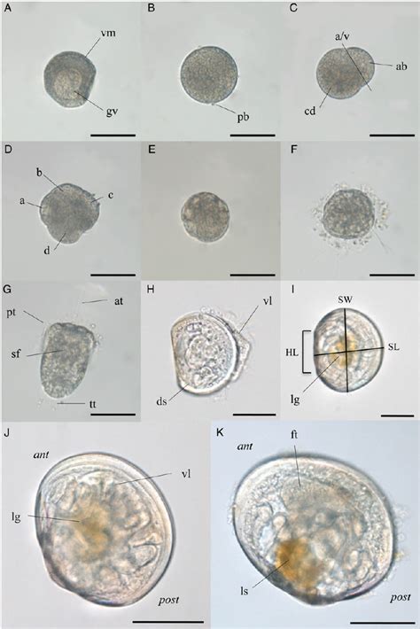 Light micrographs of egg and embryonic and larval developmental stages ... 