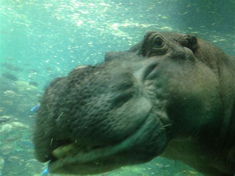 Hippo at Disney's Animal Kingdom