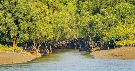 Uncover The Breathtaking Wildlife Sanctuary In Sundarbans