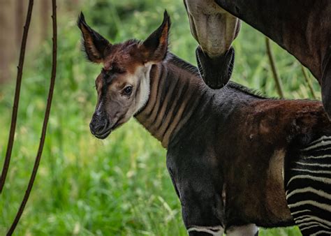 A Rare Highly Endangered Giraffe Zebra Hybrid Has Been Born At