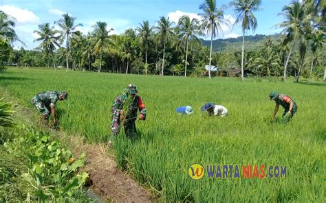 Babinsa TNI Dampingi Petani Sawah Di Desa Soewe Nias Warta Nias