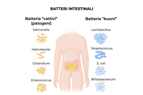 Esame Delle Feci A Cosa Serve E Perch Si Fa Ihealthyou