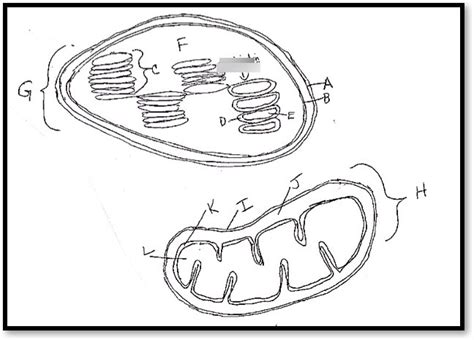 Mitochondria And Chloroplast Diagram Quizlet