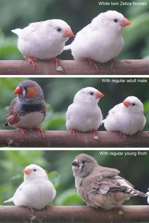 White Zebra Finch Male Or Female