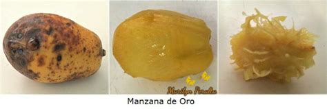 Manzana de Oro – Arboles y Flores en República Dominicana