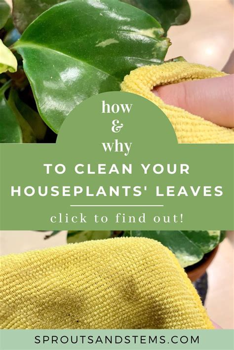 How To Clean Houseplant Leaves And Why You Should Artofit