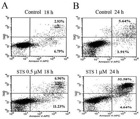 Induction Of Apoptosis By Staurosporine Involves The Inhibition Of