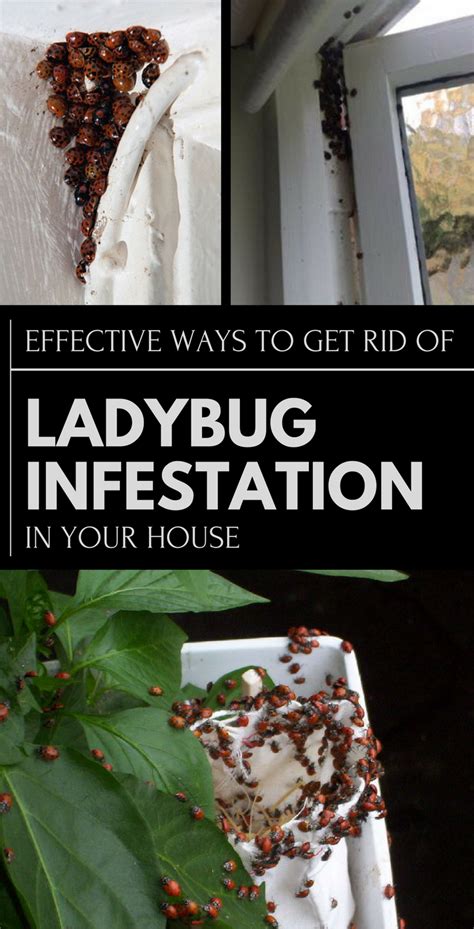 Effective Ways To Get Rid Of Ladybug Infestation In Your House