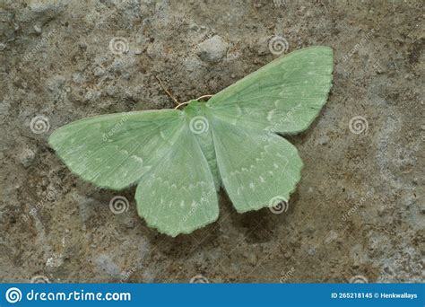 Closeup On The Colorful Soft Green Large Emerald Geometer Moth