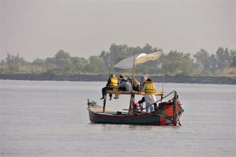 Indus river dolphins: nearing extinction? - Daily Times