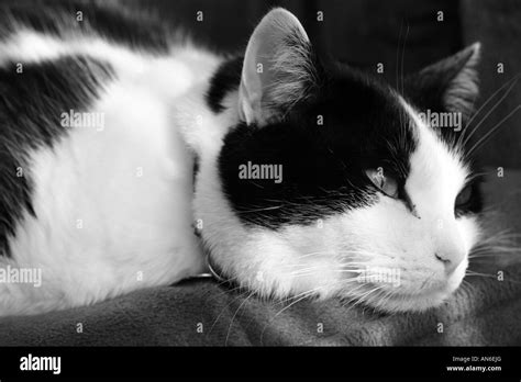 Black And White Cat Laying Around Stock Photo Alamy