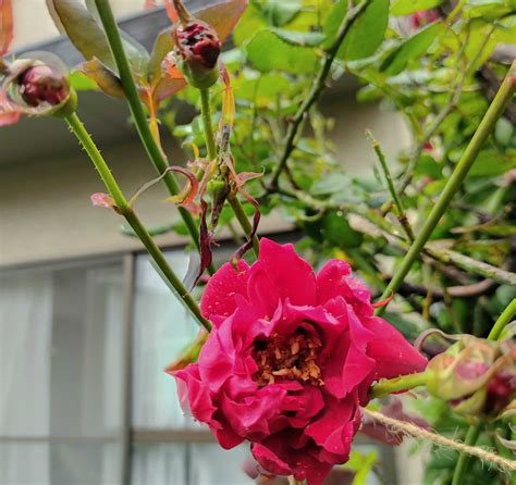 2番花が咲き始めました🌹 ´∀` ˘︶˘ ｡ 💖。褒めて貰ったので嬉しくなり、お2人に2番花🌹と紫陽花をお裾分け😄🎶 笑えるサバイバルガーデンにようこそ🧓🌹 楽天ブログ