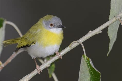 Yellow Breasted Apalis Holmen Birding Safaris