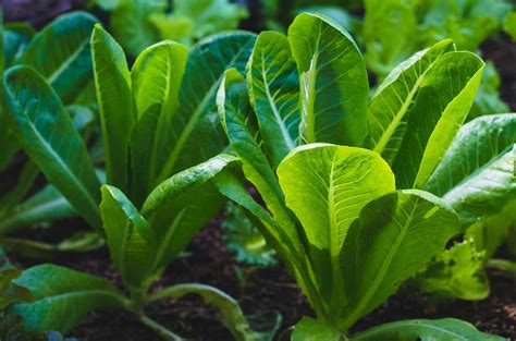 Lettuce Parris Island Cos Vegetable Seeds Seedmart Australia