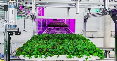 Innovative vertical farming companies to watch