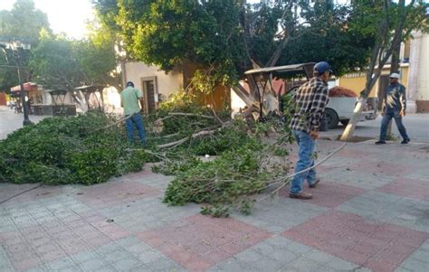 Vientos generan caída de ramas en Plaza Principal de Lerdo Noticieros