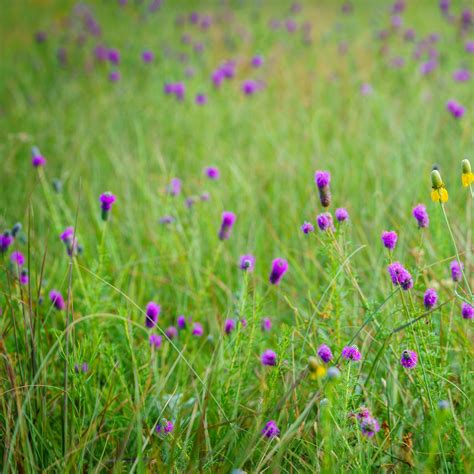 Clover Purple Prairie Seeds Dalea Purpurea Vermont Wildflower Farm