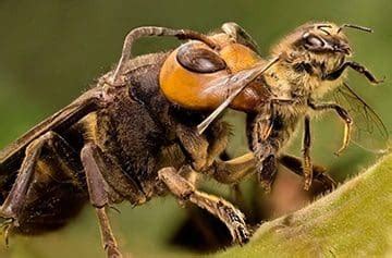 Le frelon asiatique prédateur de l abeille Solution Nuisible