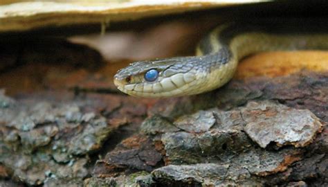 The Common Garter Snake | Life in the Finger Lakes