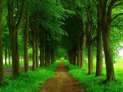 Green Nature Tree 4k Hd Wallpapers Wallpaper Cave