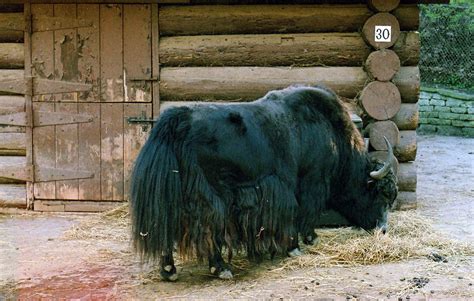 Pin By Jim Durham On Mongolia 1 Cattle Breeds Cattle Breeds Animals