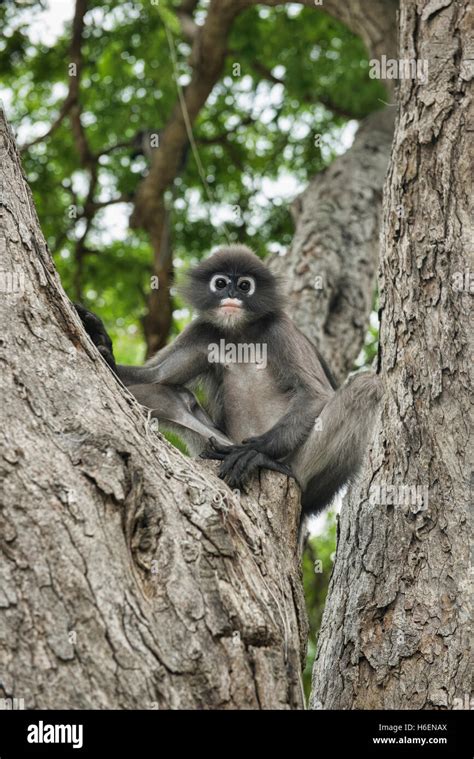 Dusky Leaf Monkey In Asia Hi Res Stock Photography And Images Alamy