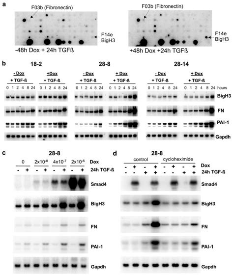 Identification and validation of Smad4 dependent TGF β target genes a